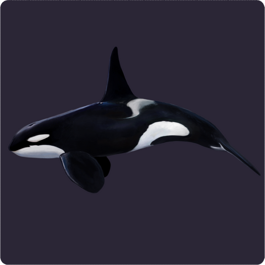 GIANT ORCA PATTERN