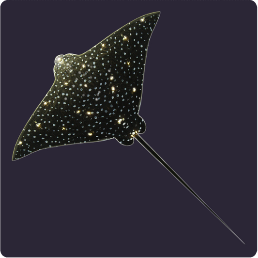 Eagle Ray Pattern
