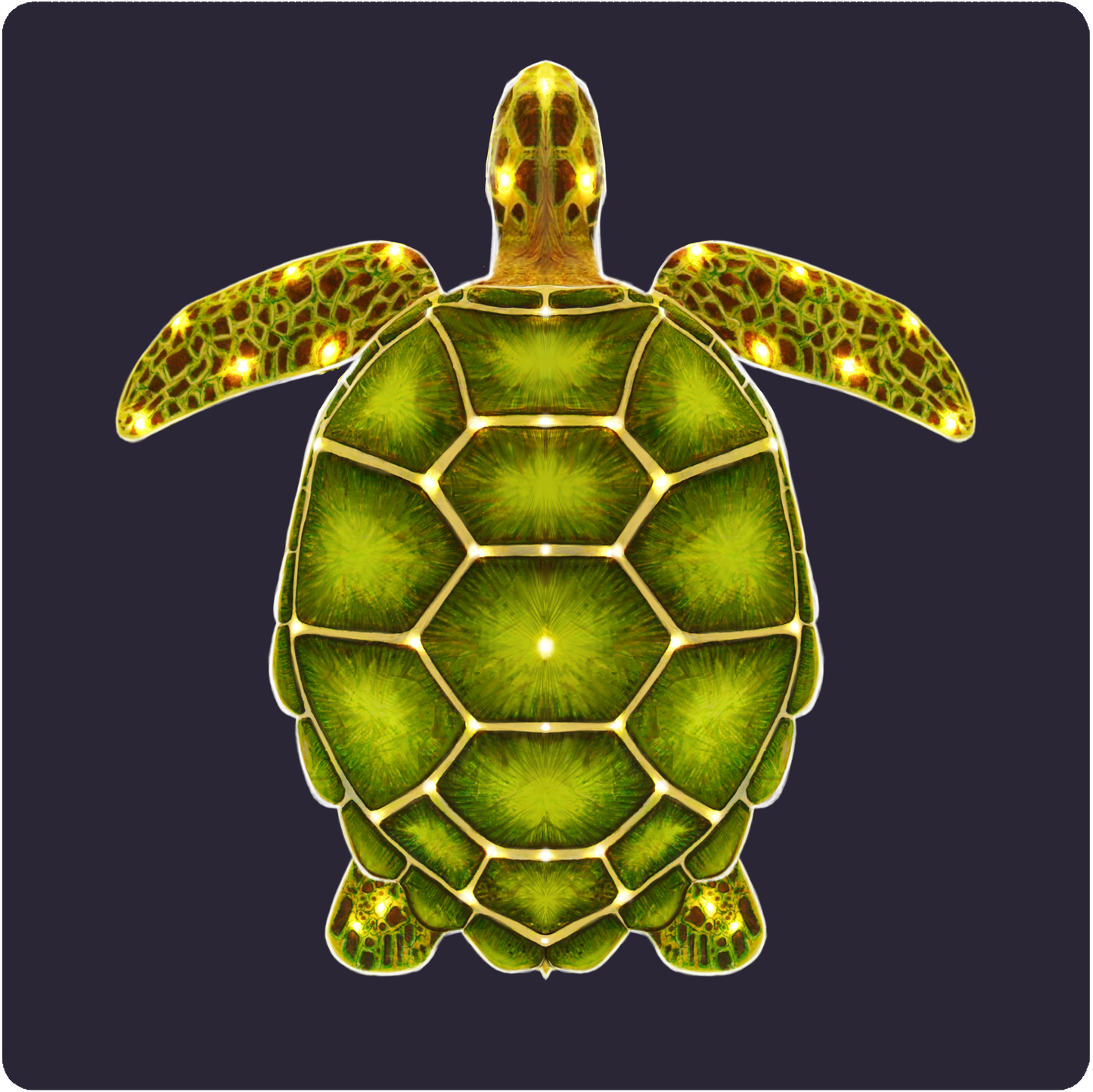 Turtle Pattern