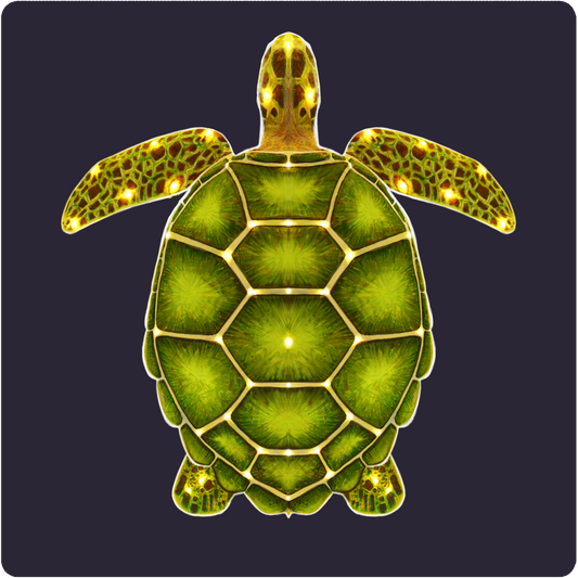 Turtle Pattern