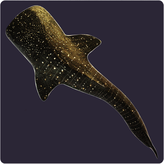 Whale Shark Pattern